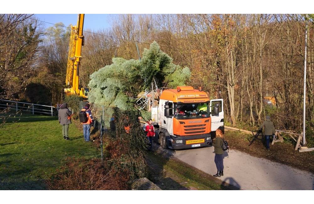 Foto: Strom z obce Horné Orešany bude zdobiť námestie v Bruseli počas Vianoc