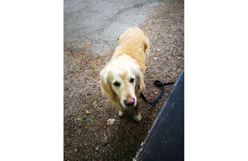 Foto: Pri Smolenickom zámku sa včera stratil tento psík, majiteľka prosí o pomoc pri hľadaní