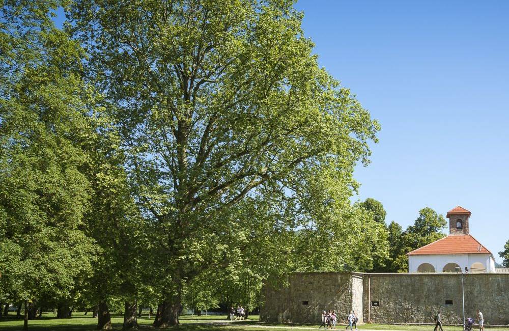 Mesto Trnava získa už zajtra ocenenie Európske mesto stromov 2017