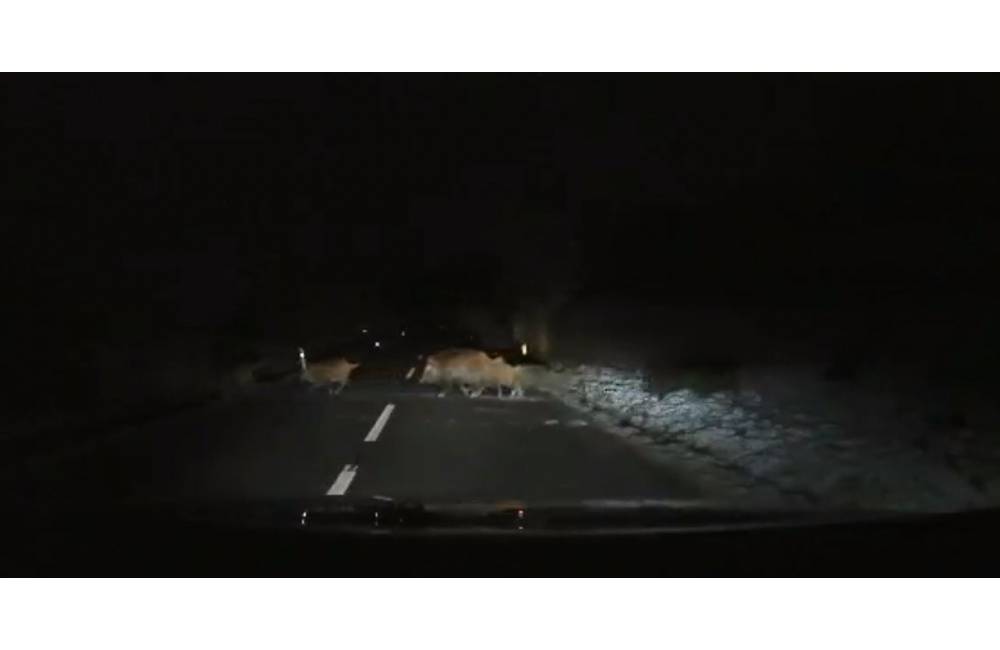 VIDEO: Pozor na zver na cestách, často prechádzajú cez cestu celé stáda a môžu spôsobiť veľké škody