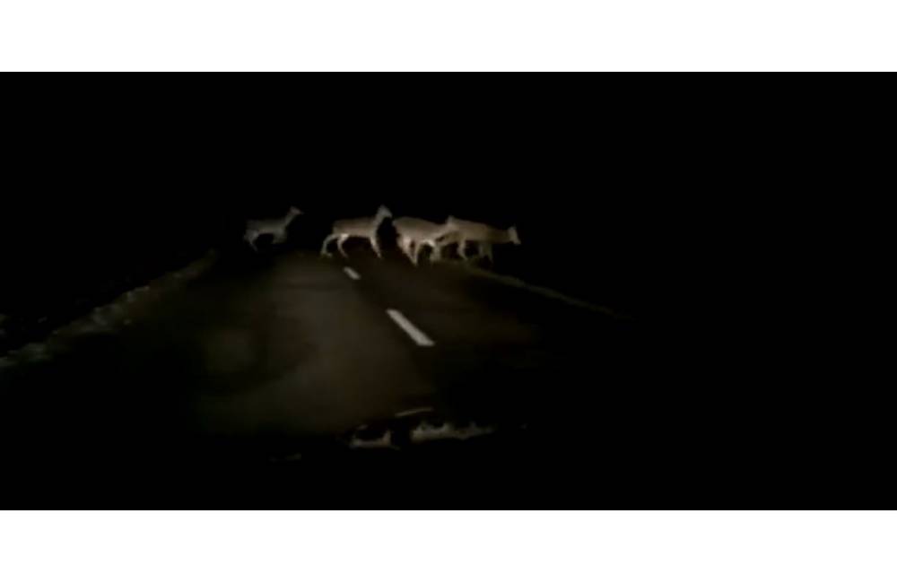 VIDEO: Polícia opätovne upozorňuje vodičov na prechod zveri cez cestu v stádách, radšej zastavte