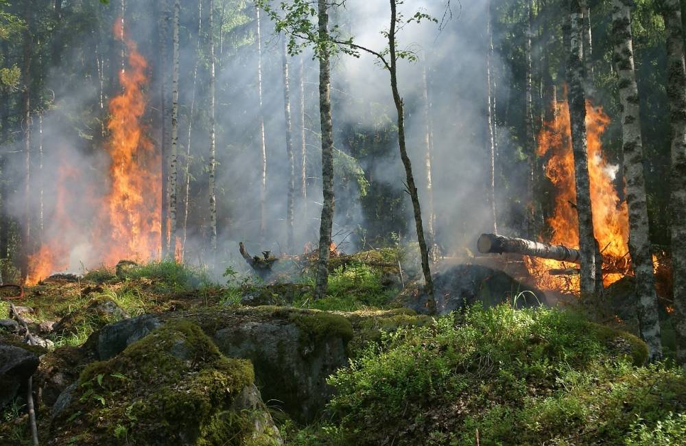 Hasiči v Trnave vyhlásili čas zvýšeného nebezpečenstva vzniku požiarov na lesných pozemkoch