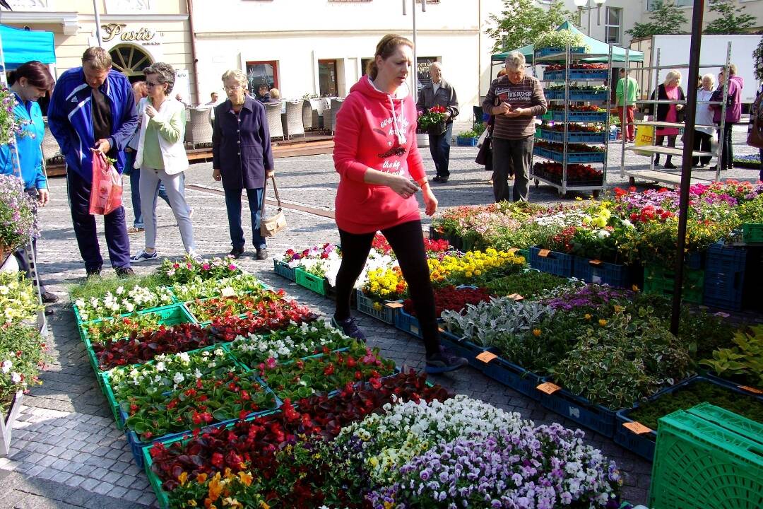 Staňte sa priamou súčasťou farebného festivalu Májový kvet v Trnave