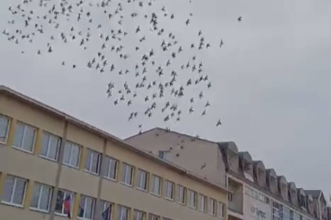 VIDEO: Do centra Senice sa vrátili sokoly. Lietajú priamo nad námestím