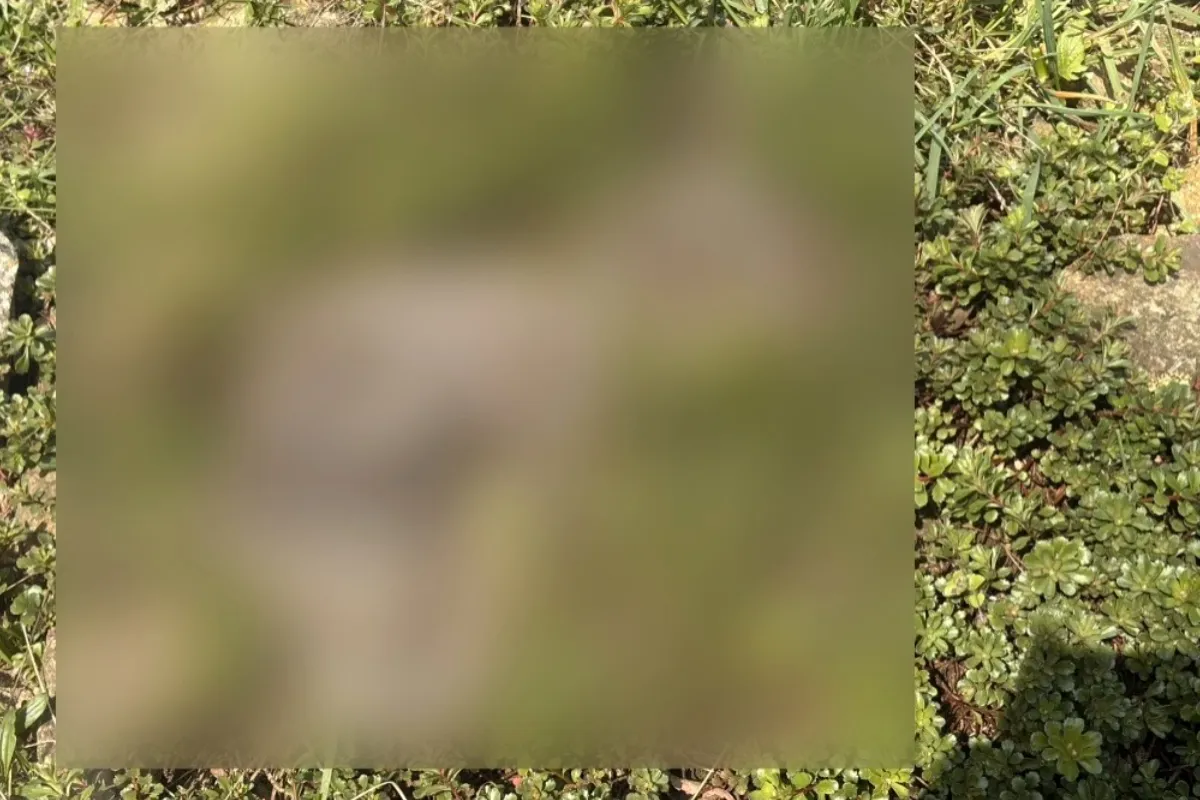 Petru pri prechádzke po Senici prekvapila nečakaná rodinka. Mnohým z toho naskakuje husina, reaguje aj odborník