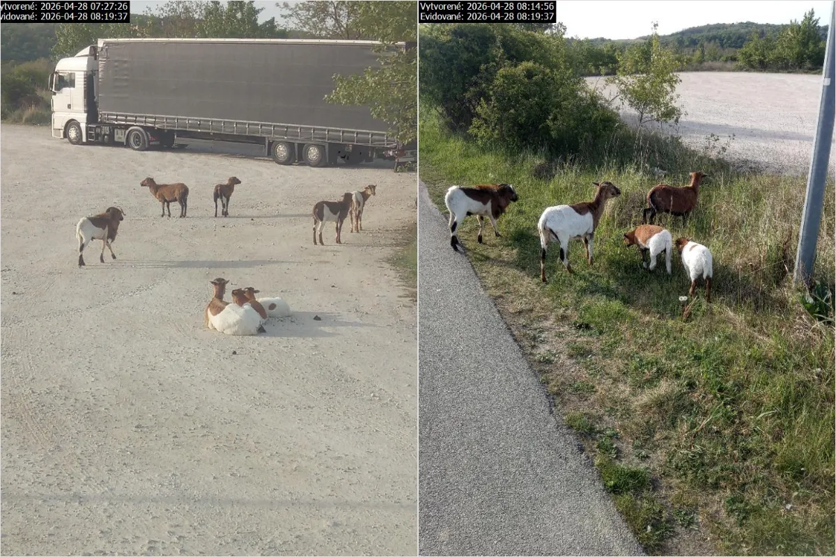 Hlohovčanov cestou do práce prekvapil nezvyčajný pohľad. Pri ceste sa pásli ovce, mesto hľadá majiteľa