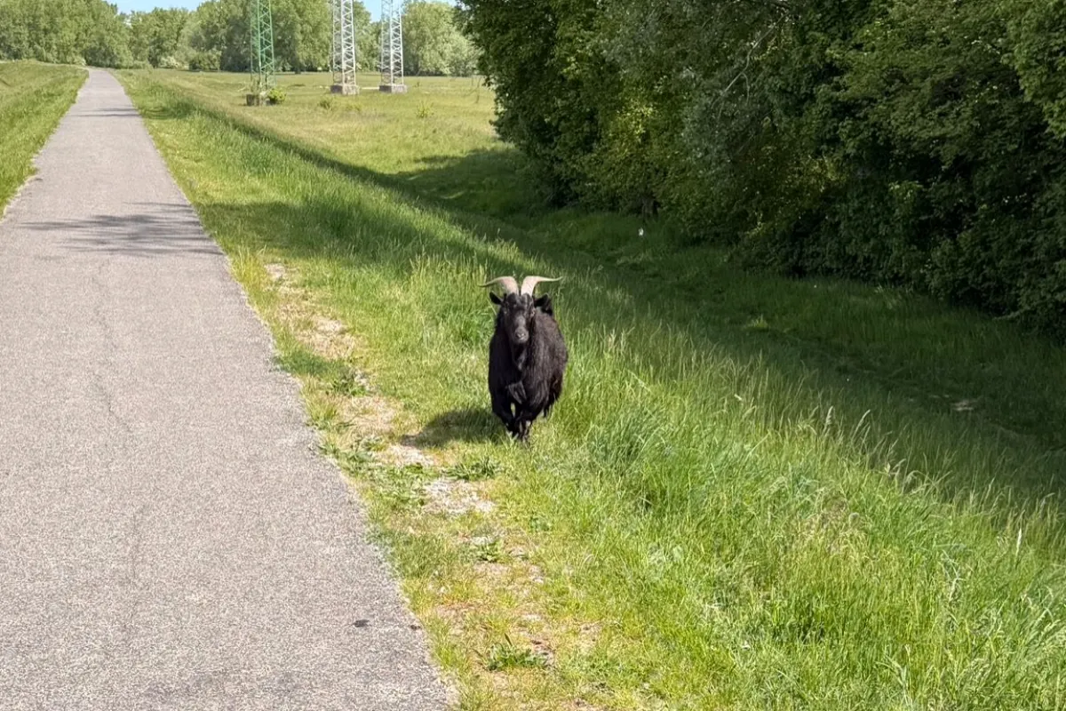 Seredčanku na hrádzi naháňal cap, z prechádzky tak bola poriadna rozcvička. Bezplatný tréner mnohých pobavil