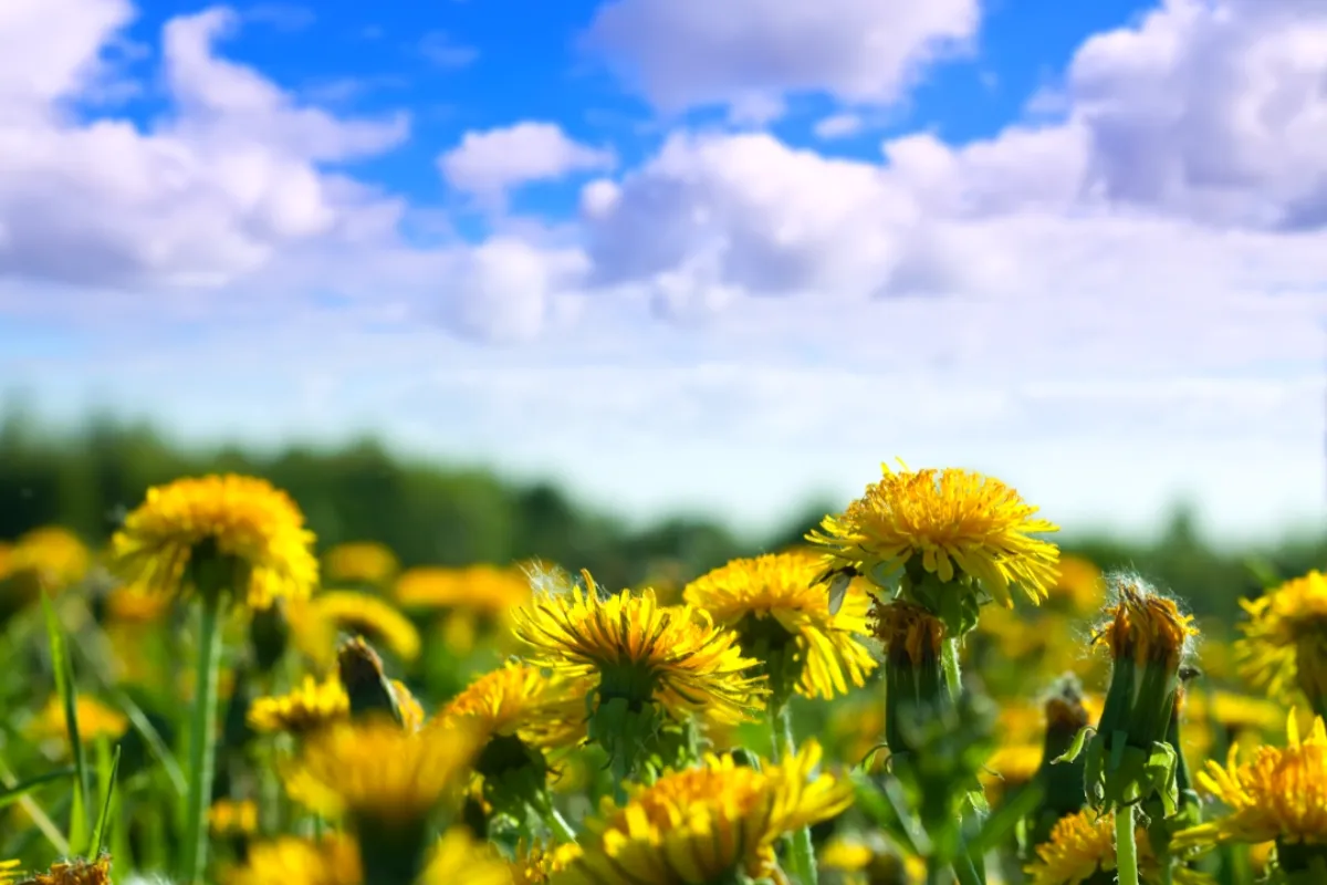 Trnavský kraj čaká počas predĺženého víkendu výrazné oteplenie, nedeľa môže priniesť prvé letné teploty