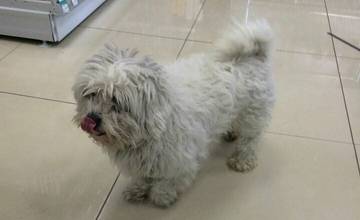 V 101 Drogerie na Hlinách našiel azyl stratený psík, Trnavský útulok hľadá jeho majiteľa