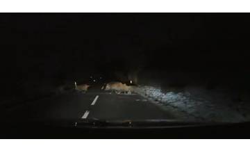 VIDEO: Pozor na zver na cestách, často prechádzajú cez cestu celé stáda a môžu spôsobiť veľké škody
