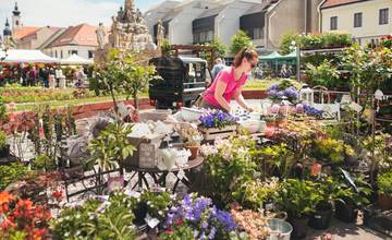 Májový kvet opäť prináša do centra Trnavy populárny kvetinový rínok, spoločne oslávime aj Deň matiek
