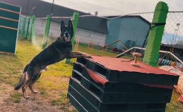 VIDEO: Najlepším policajným psom v Trnavskom kraji je Orion, štvornohý parťák ukázal svoju šikovnosť
