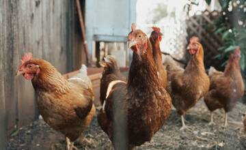 Na farme v Špačinciach si vajíčka nekúpite. Pre vtáčiu chrípku zlikvidovali 24-tisíc sliepok