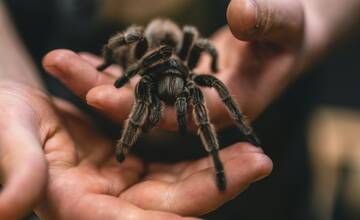 V Trnave sa rozšírili juhoruské tarantuly. Sú pre človeka nebezpečné?