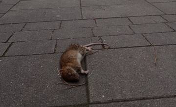 Muž našiel na ulici v Piešťanoch mŕtveho potkana. Sú v meste premnožené? Zistili sme reakciu mesta