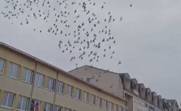 VIDEO: Do centra Senice sa vrátili sokoly. Lietajú priamo nad námestím