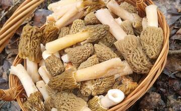 FOTO: V okolí Senice sa začala hubárska sezóna. Kde nájsť najlepšie úlovky?