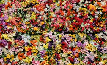 Hlohovec rozkvitne: Deň kvetov zaplní mesto rastlinami, bylinkami a sadenicami