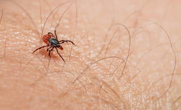 Kliešte nás ohrozujú patogénmi nebezpečných chorôb. Uškodiť nám môžu, aj keď sa neprisajú priamo na nás