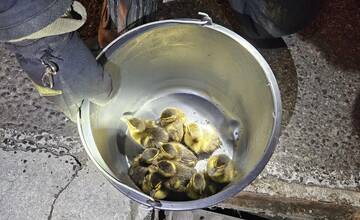 FOTO: Hasiči hrdinsky zasahovali. Zachránili rodinku kačičiek, ktoré uviazli v kanalizačnej vpusti