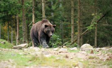 VIDEO: Riziko stretnutia s medveďom môžete znížiť na minimum, stačí dodržať niekoľko zásad