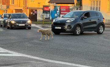 Nečakaný návštevník mesta: Po trnavských cestách sa túlala ovca