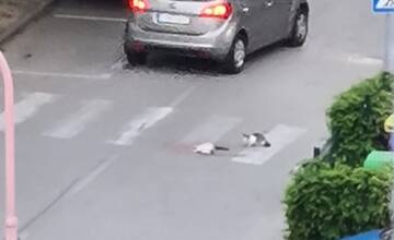 Trnavčania sú pohoršení. Vodič zrazil na prechode mačku, všetko videlo jej mladé mačiatko