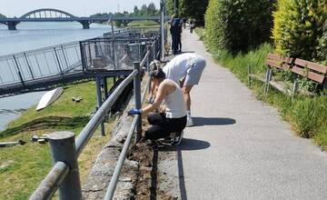 FOTO: Aktívni Piešťanci sa postarali o miesta, na ktoré mesto zabudlo. V sobotu vyčistili nábrežie