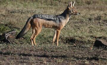 Nepokoj psov v Hviezdoslavove odhalil výskyt psovitej šelmy. Na prvý pohľad pripomína líšku