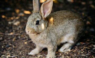 Pre svojho zajačika hľadala v Trnave parťáka. Mám nočné mory z upratovania po nich, napísal komentujúci