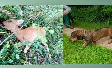 Opakované útoky psov v Horných Orešanoch. Obyvatelia hľadajú pomoc, tentokrát bola obeťou srna