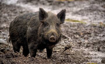 V Senici boli spozorované skupiny mláďat divokej zveri. Polícia upozorňuje občanov, aby sa k nim nepribližovali