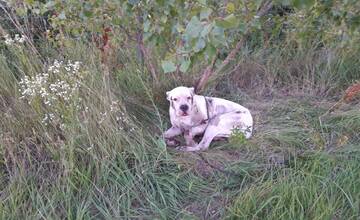 Hyenizmus pri Piešťanoch: dve osoby z Dubovan mali priviazať psa o auto a ťahať ho. Hrozí im trest odňatia slobody