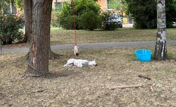 Zhrození obyvatelia Piešťan: Ako takto môže niekto nechať psa? Nejde o žiadne týranie, tvrdia známi majiteľa