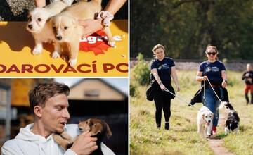 Namiesto bazáru nahliadnite do útulku. V breznianskom Tuláčikovi čaká na svoju rodinu vyše 200 psíkov (FOTO)