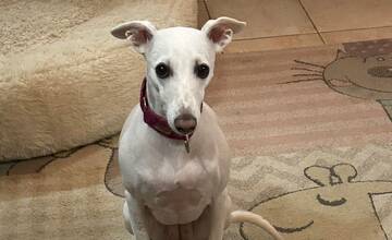 V okolí Trnavy hľadajú strateného psíka. Za jeho nájdenie dostanete štedrú finančnú odmenu