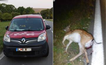 Polícia Trnavského kraja upozorňuje na divú zver na cestách.  Zatrúbte a brzdite, neblikajte, odporúča
