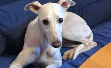 Stratená Twiggy sa stále nenašla. V Bielom Kostole bude prebiehať pátracia akcia, ľudí prosia o pomoc 