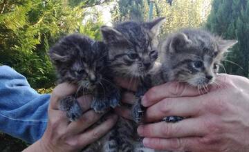 Seredský útulok hlási urgentný stav. Hľadá domov pre tri mačiatka, ktoré niekto vyhodil