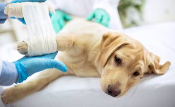 Rýchla jazda pri Trnave skončila smrťou psíka. Nahnevaný majiteľ adresoval vodičovi ostré slová