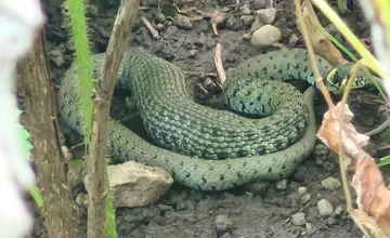 Hasiči z Voderád zasahovali pri nečakanej návšteve. Vo dvore rodinného domu sa objavil had