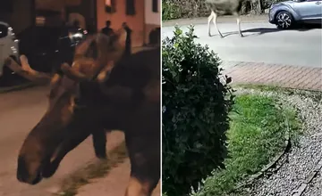 VIDEO: Celebrita tohto leta dorazila na Záhorie, los Emil prekvapil svojou návštevou Skaličanov