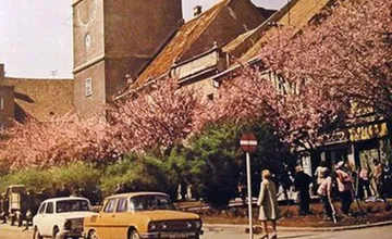 Trnavčania spomínajú na historické námestie s rozkvitnutými sakurami. To bola pastva pre oči, hovoria domáci