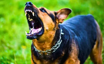 Toto je 12 najagresívnejších psích plemien. Ktoré patria medzi rizikové a prečo si vyžadujú skúseného majiteľa?