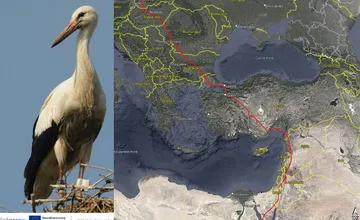 Prvý bocian s vysielačkou doletel zo Záhoria až do Afriky. Marcinko za 12 dní prekonal 3 500 km, čo ho najviac zaujalo?