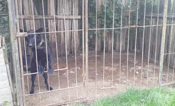 FOTO: V Jablonici sa našla nelegálna množiareň. Psy žili v neľudských podmienkach, na prídel dostávali aj vodu