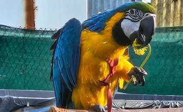 Pátranie po stratenom Harym skončilo šťastne, papagáj sa našiel. Majiteľ ďakuje Trnavčanovi, ktorý ho objavil v záhrade