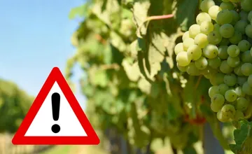 Zlaté žltnutie viniča potvrdili aj v Galante, v zamorených zónach platia prísne opatrenia