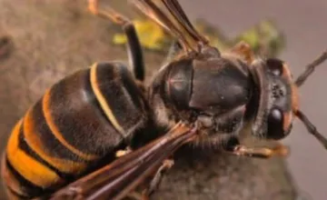 FOTO: Areál zdravia v Modranke je neprístupný pre verejnosť, našli tam hniezdo sršna európskeho
