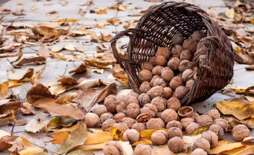 Trnavskí zberači orechov hazardujú na cestách, polícia na nich upozorňuje vodičov, na cestách stoja s košíkmi